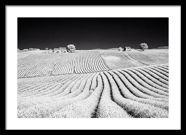 Morning Light Over Lavender Fields 1