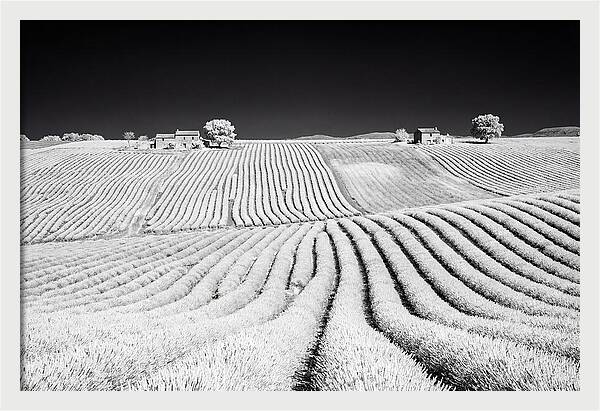 Morning Light Over Lavender Fields 1
