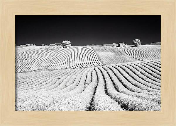 Morning Light Over Lavender Fields 1