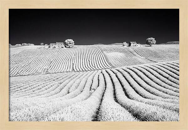 Morning Light Over Lavender Fields 1