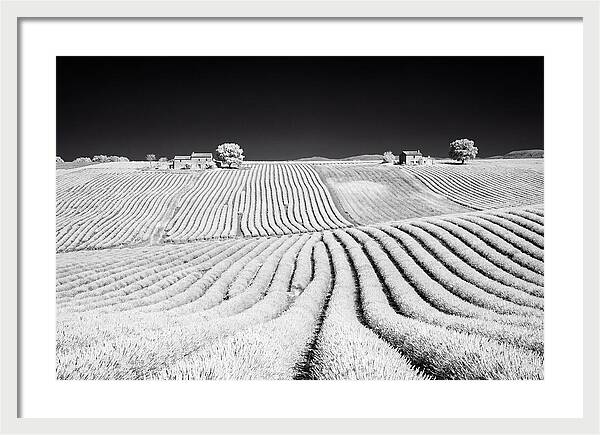 Morning Light Over Lavender Fields 1