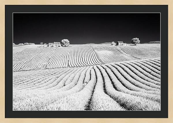 Morning Light Over Lavender Fields 1