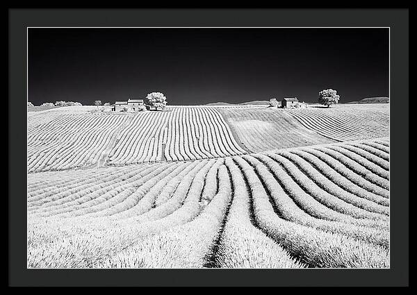 Morning Light Over Lavender Fields 1