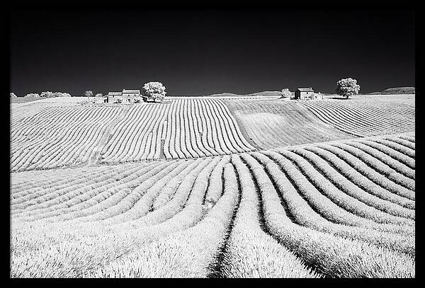 Morning Light Over Lavender Fields 1