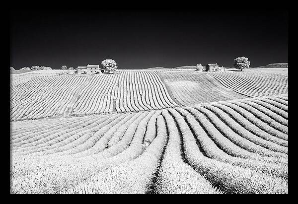 Morning Light Over Lavender Fields 1