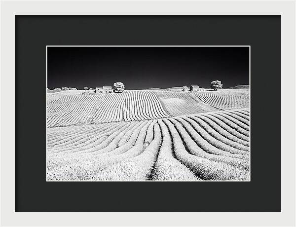 Morning Light Over Lavender Fields 1