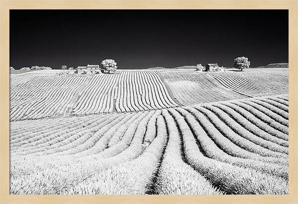 Morning Light Over Lavender Fields 1