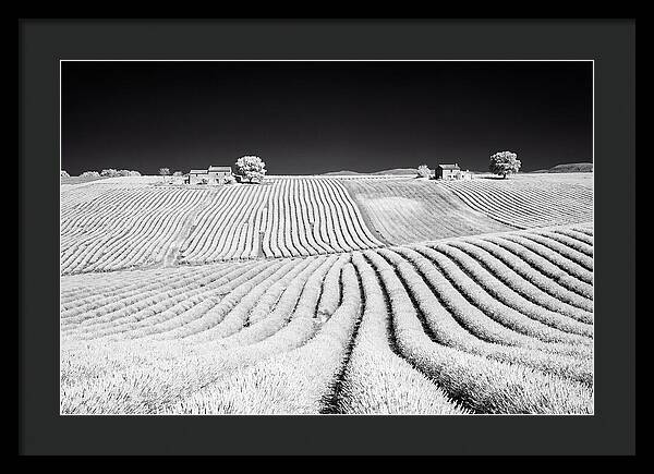 Morning Light Over Lavender Fields 1