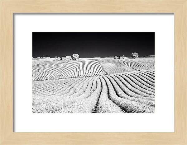 Morning Light Over Lavender Fields 1