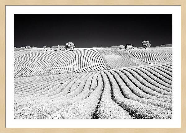 Morning Light Over Lavender Fields 1