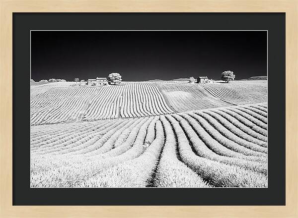 Morning Light Over Lavender Fields 1