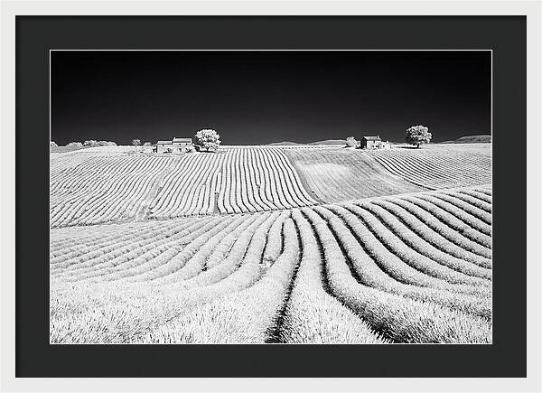 Morning Light Over Lavender Fields 1