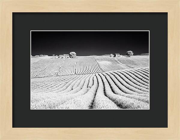 Morning Light Over Lavender Fields 1
