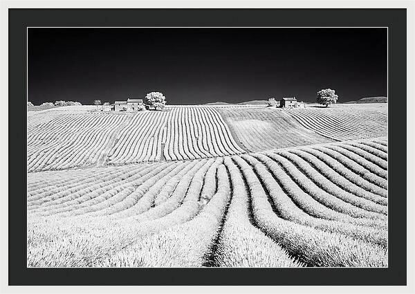 Morning Light Over Lavender Fields 1