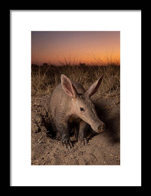 Aardvark Emerging At Dusk