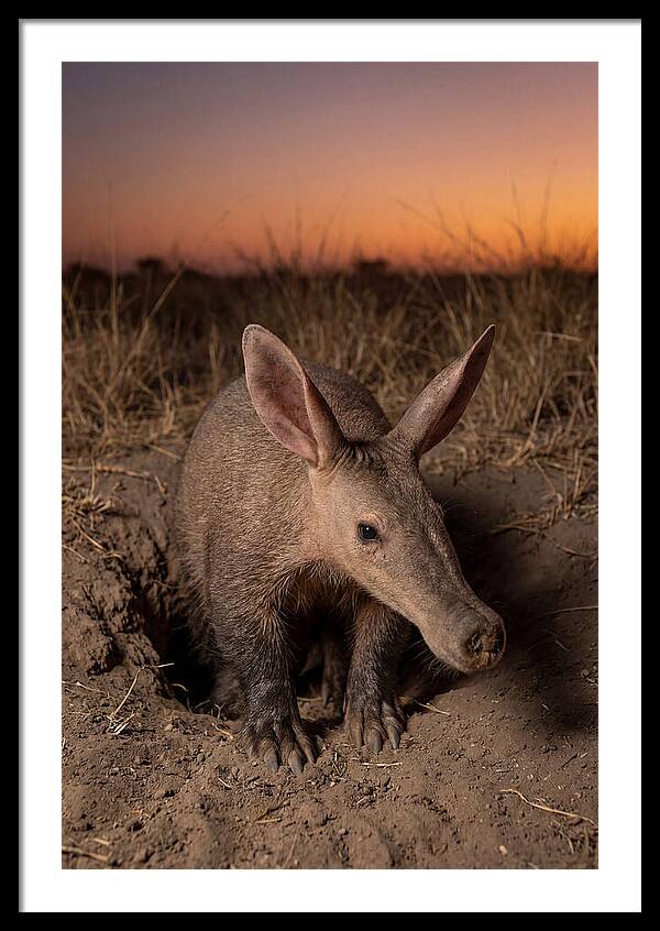 Aardvark Emerging At Dusk