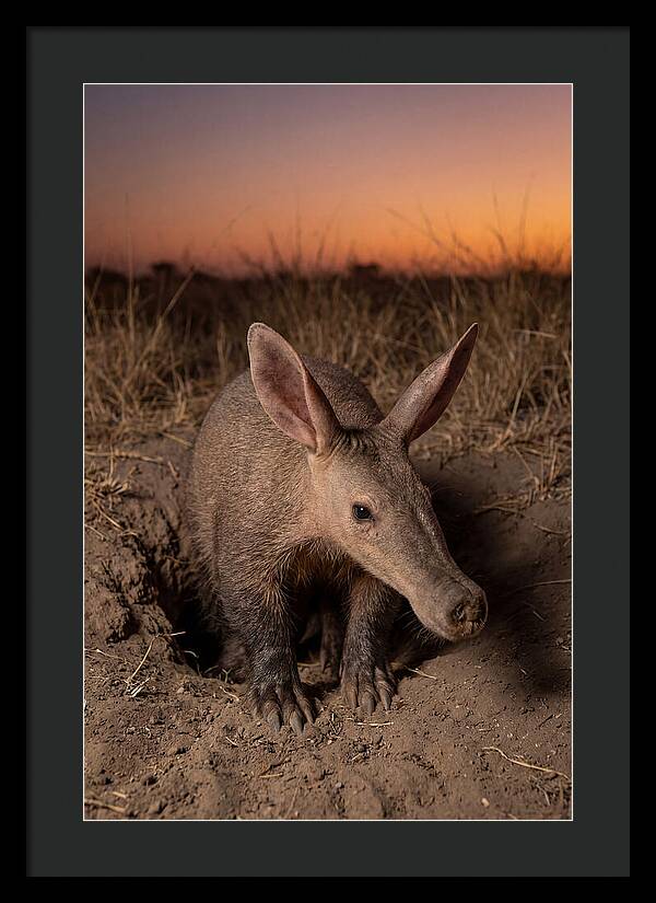 Aardvark Emerging At Dusk