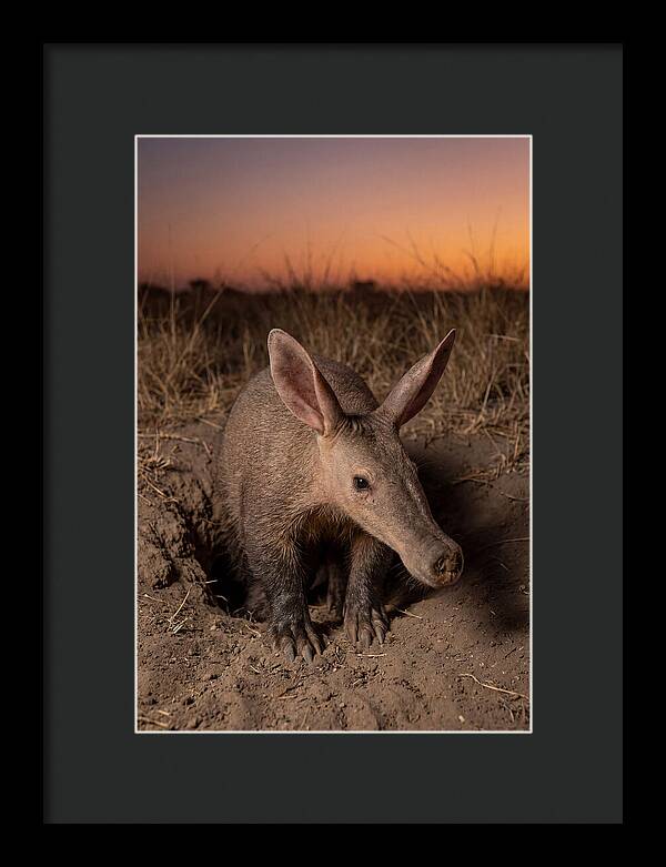 Aardvark Emerging At Dusk