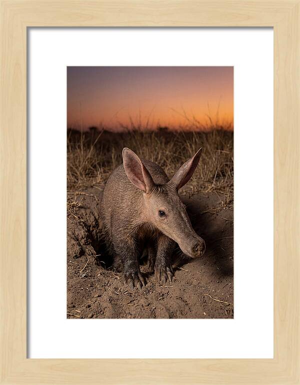 Aardvark Emerging At Dusk