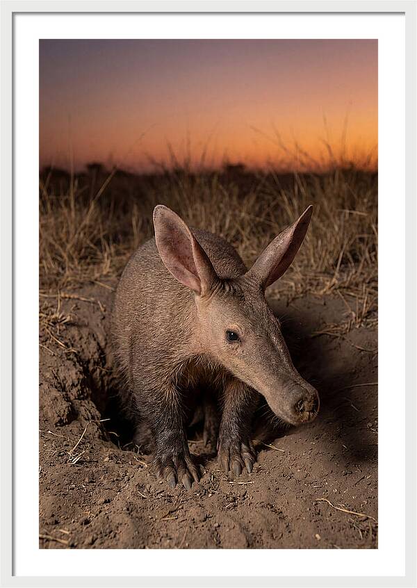 Aardvark Emerging At Dusk
