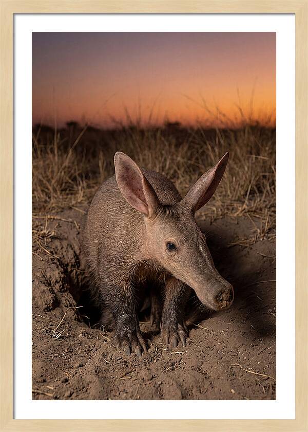 Aardvark Emerging At Dusk