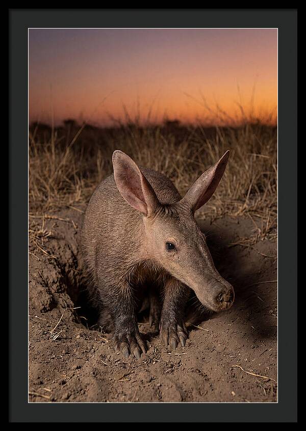 Aardvark Emerging At Dusk