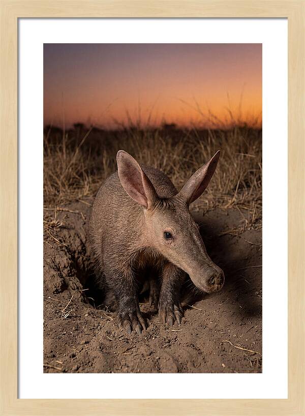 Aardvark Emerging At Dusk