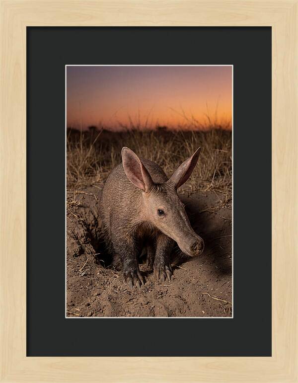 Aardvark Emerging At Dusk
