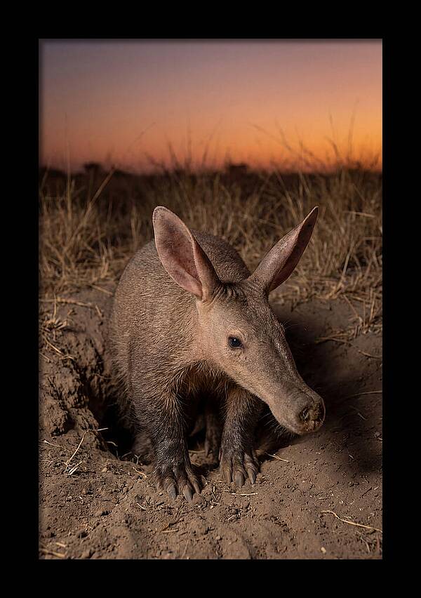 Aardvark Emerging At Dusk
