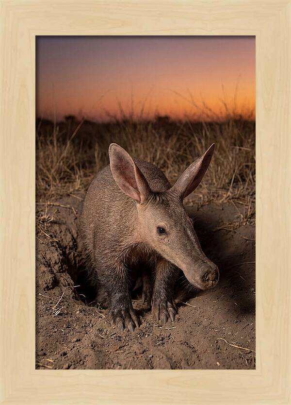 Aardvark Emerging At Dusk