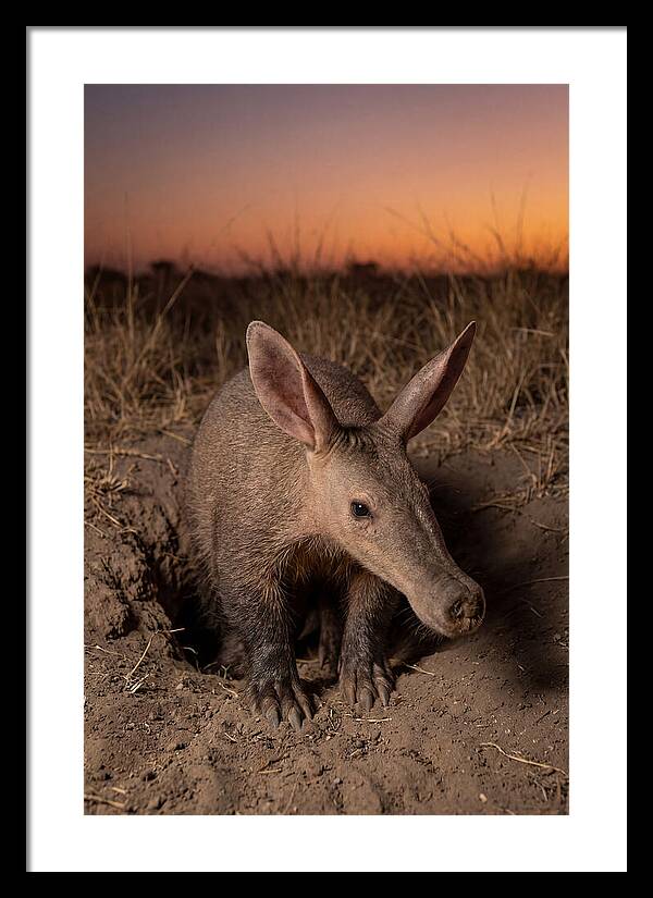 Aardvark Emerging At Dusk