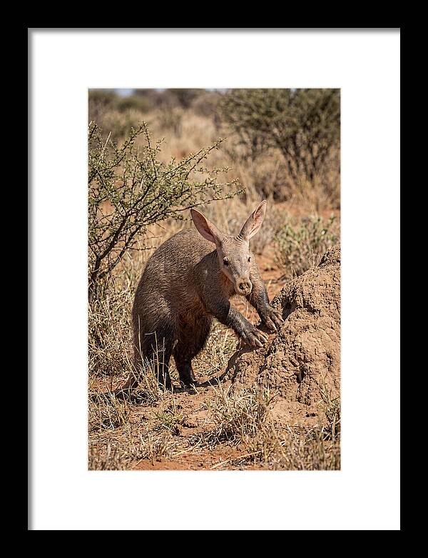 Aardvark Exploring Termite Mound