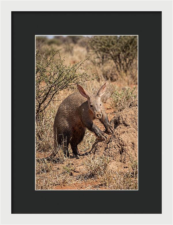 Aardvark Exploring Termite Mound