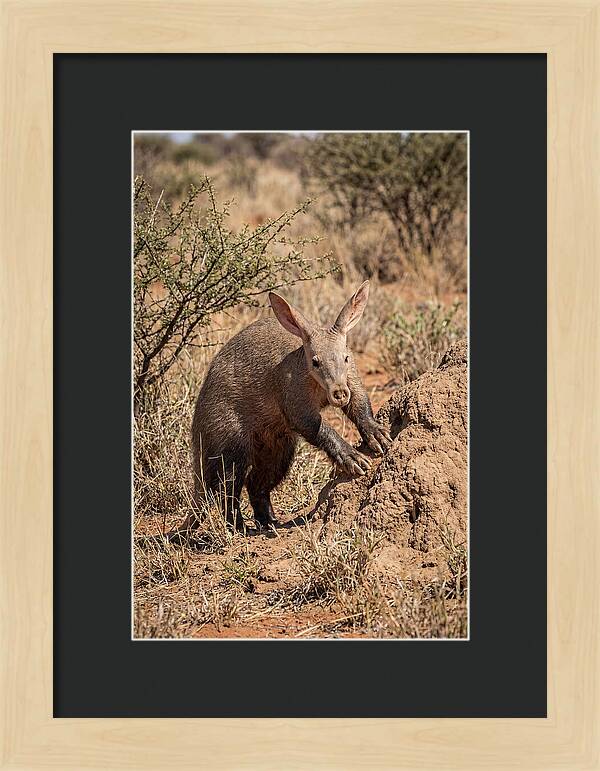 Aardvark Exploring Termite Mound