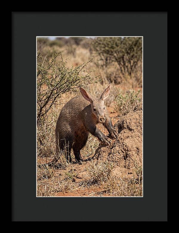 Aardvark Exploring Termite Mound