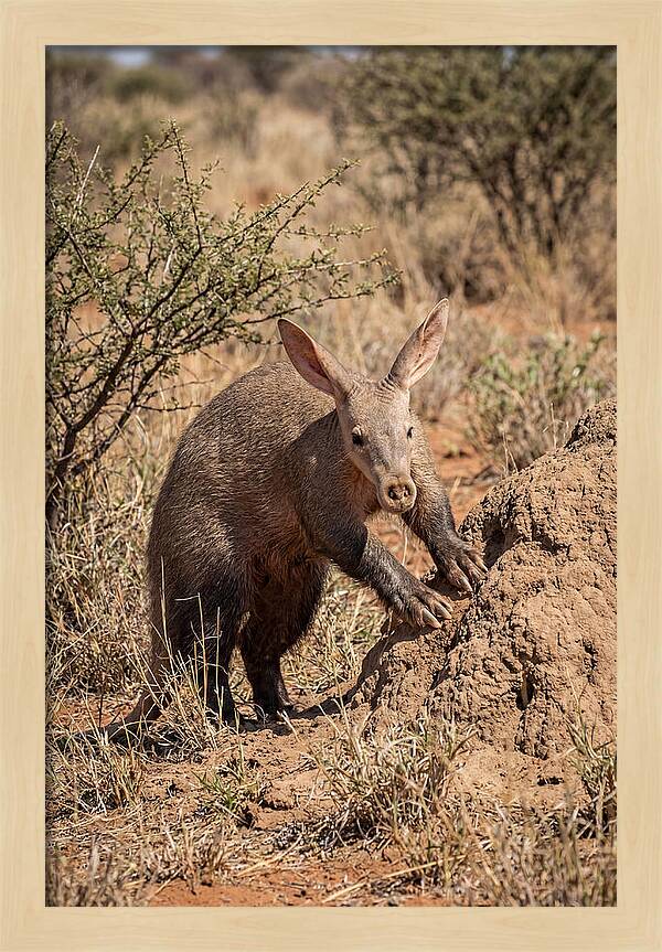 Aardvark Exploring Termite Mound