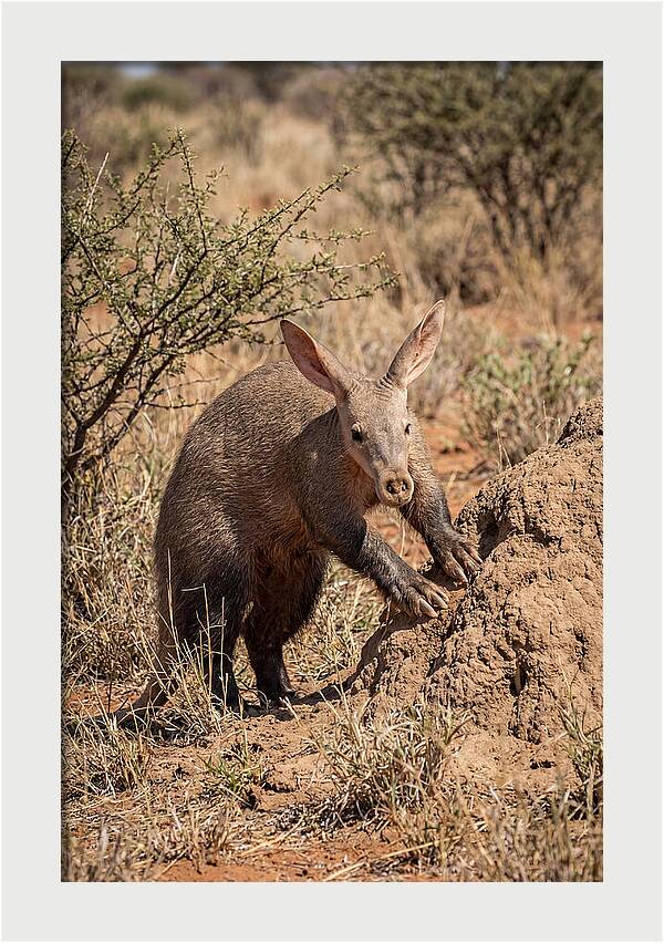 Aardvark Exploring Termite Mound