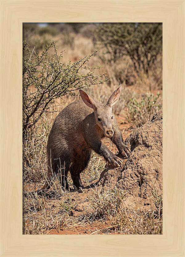Aardvark Exploring Termite Mound