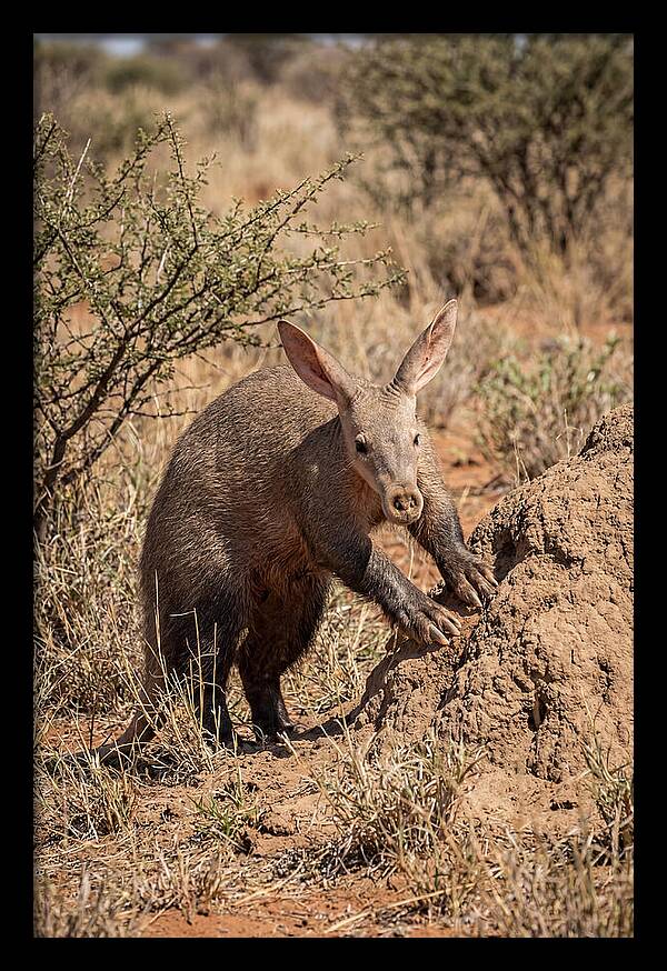Aardvark Exploring Termite Mound