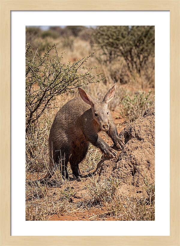 Aardvark Exploring Termite Mound
