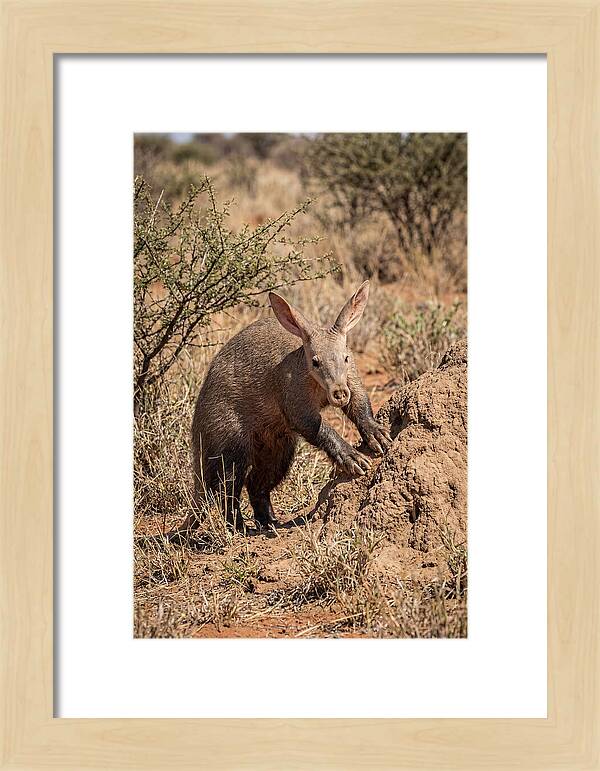 Aardvark Exploring Termite Mound