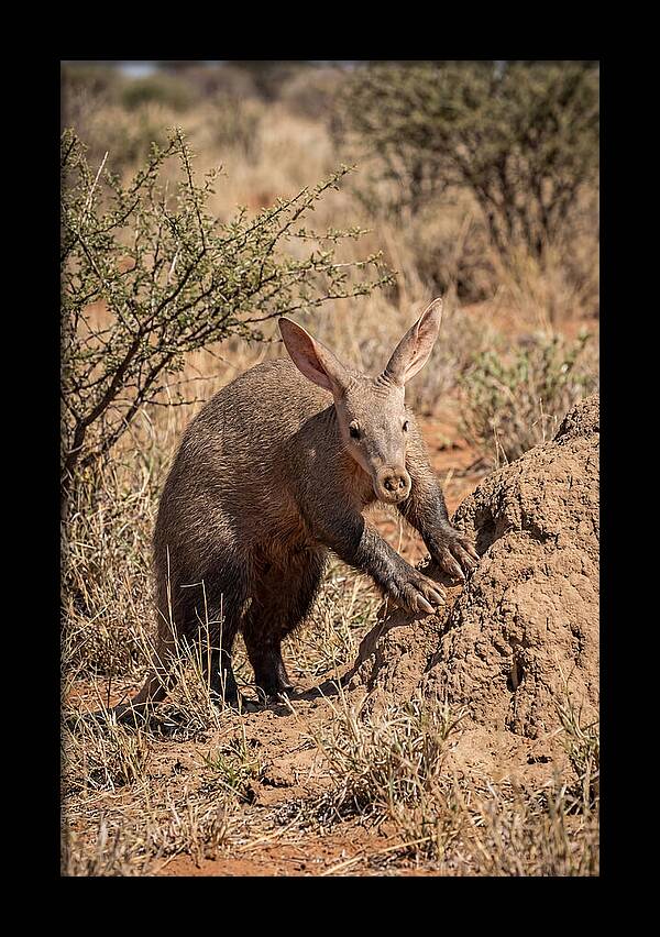 Aardvark Exploring Termite Mound