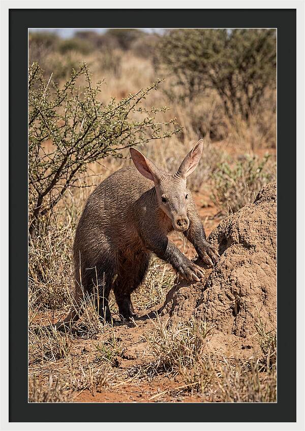 Aardvark Exploring Termite Mound