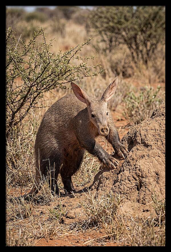 Aardvark Exploring Termite Mound
