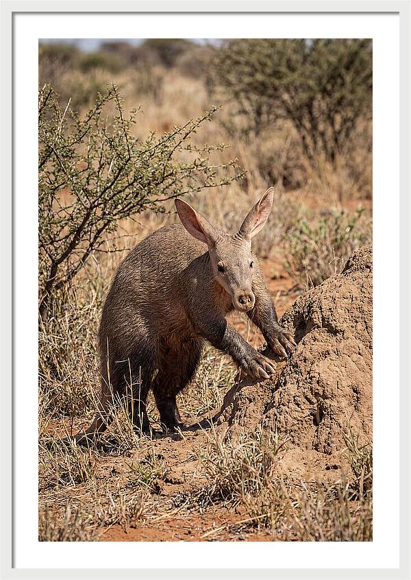 Aardvark Exploring Termite Mound