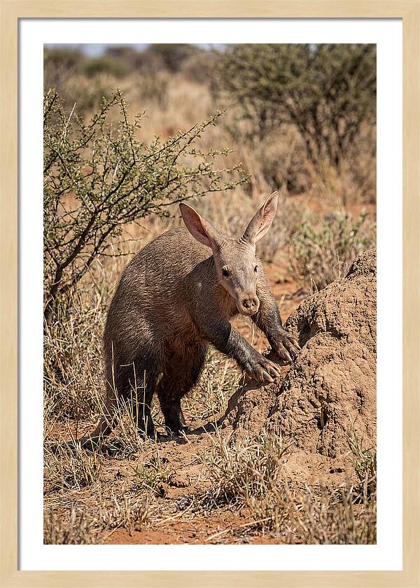 Aardvark Exploring Termite Mound