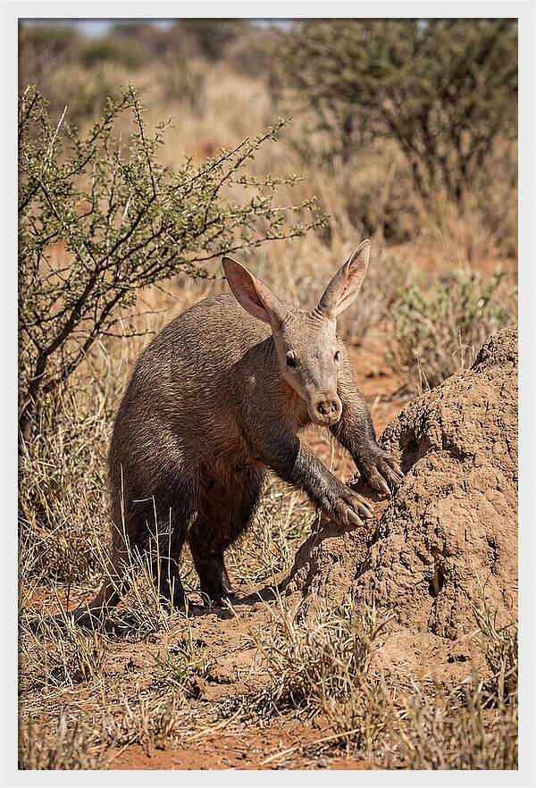 Aardvark Exploring Termite Mound