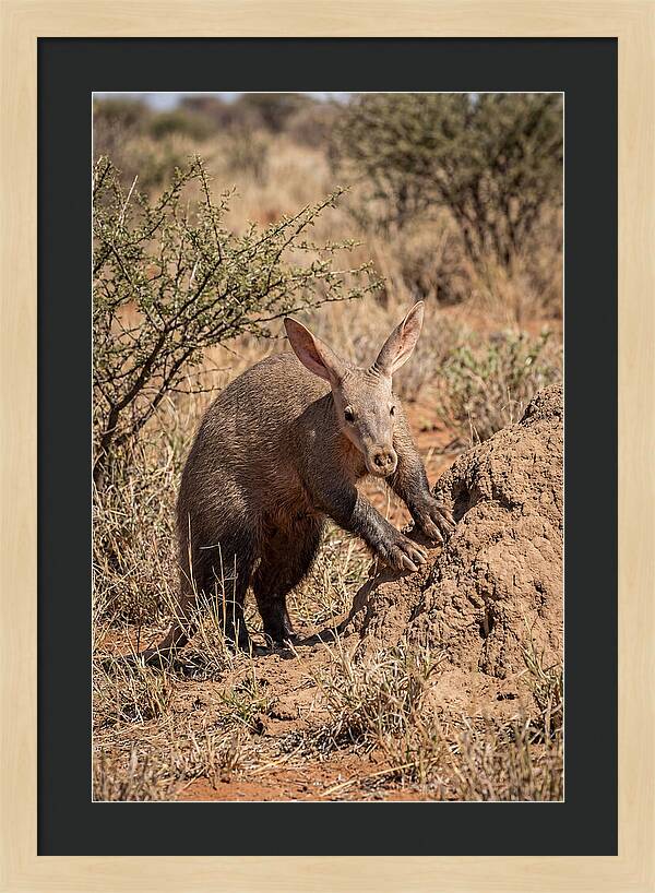 Aardvark Exploring Termite Mound