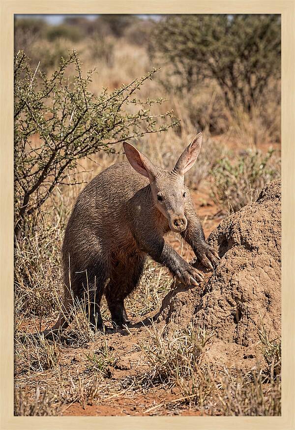 Aardvark Exploring Termite Mound