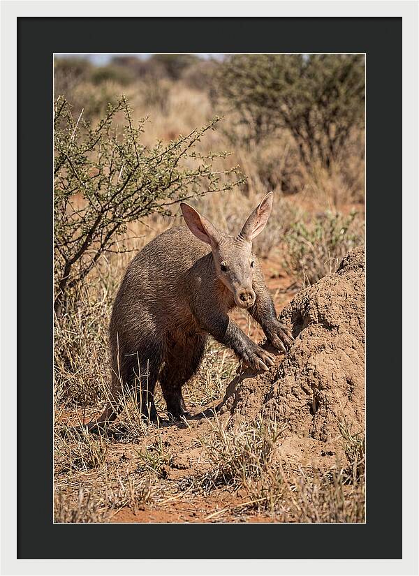 Aardvark Exploring Termite Mound